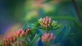 Close up view of butterfly milkweed plant with flower buds