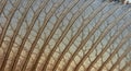 Close-up view of a butterfly or moth wing, showcasing a delicate pattern of veins. The intricate Royalty Free Stock Photo