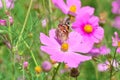 Close-up View Of A Butterfly Perched On The Pollen Of Blooming Pink Cosmos Bipinnatus Flower Royalty Free Stock Photo