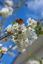 Close up view of butterfly on white flower of sweet cherry tree. Collecting pollen and nectar Royalty Free Stock Photo