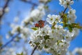 Close up view of butterfly on white flower of sweet cherry tree. Collecting pollen and nectar Royalty Free Stock Photo