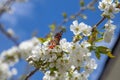 Close up view of butterfly on white flower of sweet cherry tree. Collecting pollen and nectar Royalty Free Stock Photo