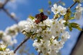 Close up view of butterfly on white flower of sweet cherry tree. Collecting pollen and nectar Royalty Free Stock Photo