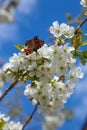 Close up view of butterfly on white flower of sweet cherry tree. Collecting pollen and nectar Royalty Free Stock Photo