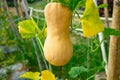 Close-up view of butternut squash in the garden