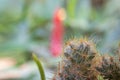 Close up view of cactus bonsai with copy space