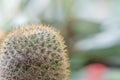 Close up view of cactus bonsai with copy space