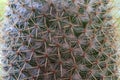 Close up view of cactus bonsai