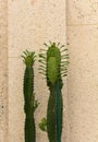 Close up view of a cactus called Cereus Jamacaru