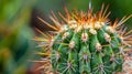 Close up view of a cactus plant covered in numerous small spines