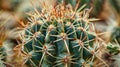 Close up view of a cactus plant covered in numerous small spines