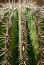 Close up view on the cactus prickles.