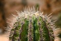 Close up view on the cactus prickles. Royalty Free Stock Photo