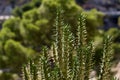 Close up view cactus with sharp spines outdoors