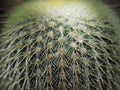 Close up view of cactus with sunlight on the top Royalty Free Stock Photo