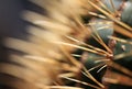 Close up view of Cactus thorns with shallows depth of field. selective focus