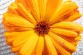 Close up view of Calendula officinalis, the pot marigold, common marigold, ruddles or Scotch marigold. Studio shot, blossom covere