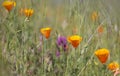 Close-up view of California gold poppy flowers, selective focus Royalty Free Stock Photo