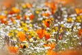 Close up view of California Poppy flowers Royalty Free Stock Photo