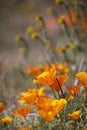 Close up view of California Poppy flowers in wildflower meadow. Royalty Free Stock Photo