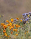 California Poppy flowers in wildflower meadow. Royalty Free Stock Photo