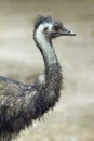 Close-up view of a camel bird. Conceptual image Royalty Free Stock Photo