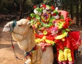 Close up View of Camel Heads. Camels with Saddles-Camel Ride Waiting For Customers In Afternoon