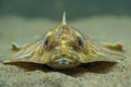 Close up View of a Camouflaged Flatfish Lying on the Sandy Ocean Floor with a Detailed Focus on its Eyes and Texture Royalty Free Stock Photo