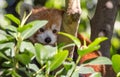 Close up view of a camouflaged Red Panda