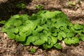 Close-up view of Canada wild ginger Asarum canadense wildflower plants Royalty Free Stock Photo