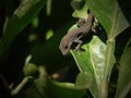 Cape Dwarf Gecko in a lemon tree