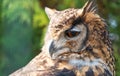 Cape Eagle Owl Royalty Free Stock Photo