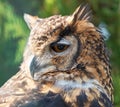 Cape Eagle Owl Royalty Free Stock Photo