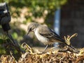 Cape Wagtail looking for prey