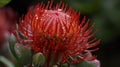 Close-up of Red Waratah Flower Royalty Free Stock Photo