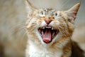 Close Up of a Cat With Mouth Open Royalty Free Stock Photo