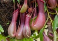 Close up view of carnivores pitcher plant