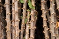 Close up view of the cassava stem reveals its strong and sturdy structure