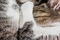 Close-up view of the cat curled up and sleeps, striped cat`s paw covers its nose, omens in the cold Royalty Free Stock Photo