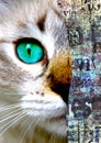 Close up view of cat with green eyes. Cut portrait. Pets and lifestyle concept Royalty Free Stock Photo