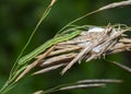 A close-up view of a caterpillar crawling on a ripe ear of meadow grass Royalty Free Stock Photo