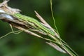 A close-up view of a caterpillar crawling on a ripe ear of meadow grass Royalty Free Stock Photo