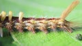 Close up view of caterpillar of Tussock Moth Orgyia Postica