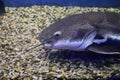 Close up view of catfish swimming in large public aquarium tank at oceanarium Royalty Free Stock Photo