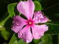 Catharanthus roseus flower after rain