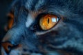 Close Up of a Cats Orange Eye Generative AI Royalty Free Stock Photo