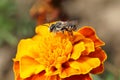 Close-up view of Caucasian bee by hymenoptera Megachile rotundata with wings on orange flower of marigold Tagetes erecta
