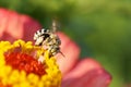 Close-up view of Caucasian fluffy striped and gray bee Amegilla Royalty Free Stock Photo