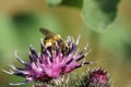 Close-up view of Caucasian wild bee Macropis fulvipes on inflorescences of thistle Arctium lappa in summer Royalty Free Stock Photo