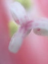 Close up view of the centar of flower